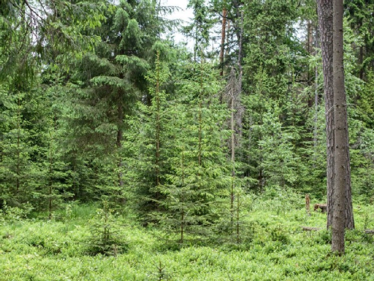 Białowieski Park Narodowy zaprasza turystów na rykowisko