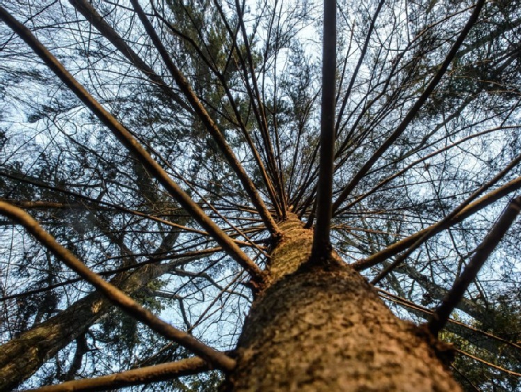 Z powodu suszy w Łódzkiem masowo giną sosny i świerki