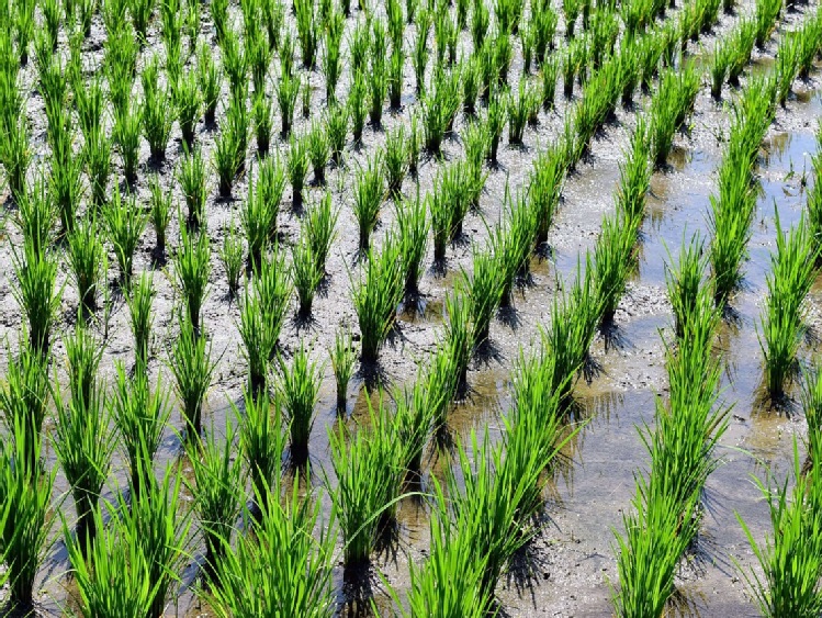 Negocjacje nad GSP zakończone – rynek ryżu pozostaje bez realnej ochrony
