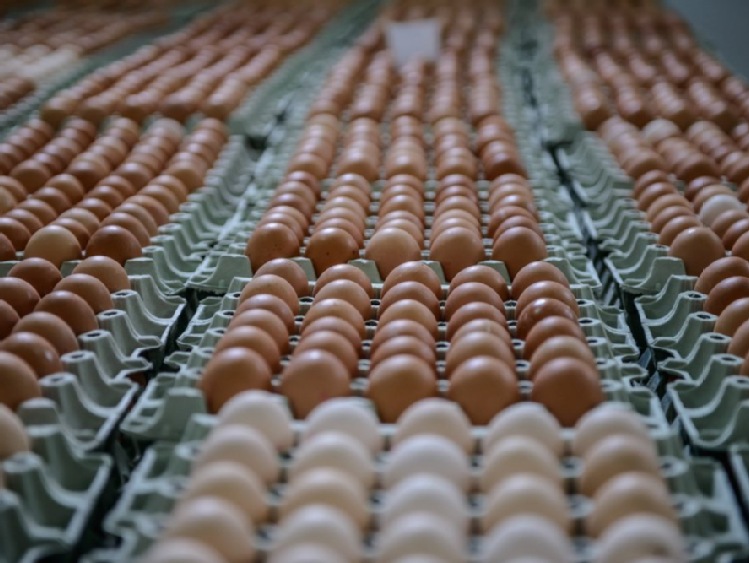 Belgia/ Minister chce ukarania winnych skandalu ze skażonymi jajami