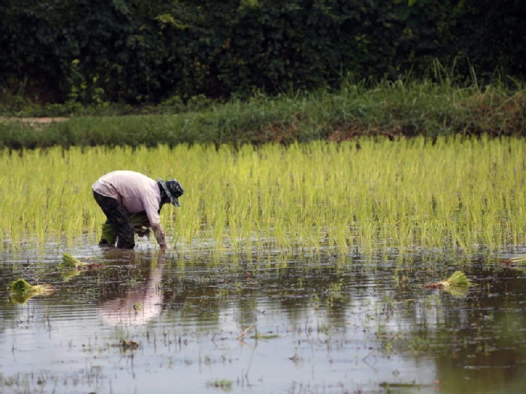 Ryż oszczędny i ekologiczny