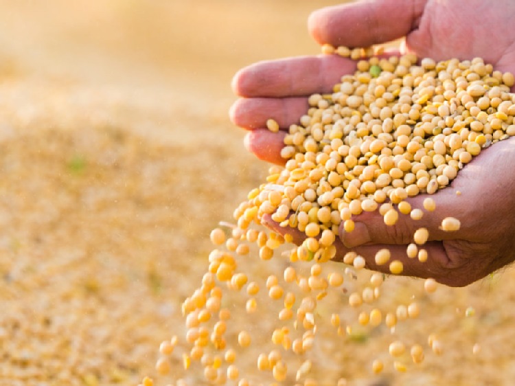 Milion ton kukurydzy i soi w ciągu tygodnia