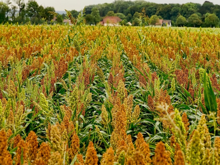 Sorgo: Wzrost europejskiego rynku