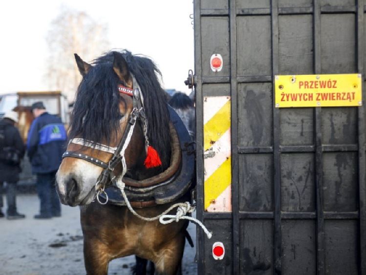 Raport: na targach zwierząt ignorowane przepisy; MRiRW: będzie wzmożony nadzór