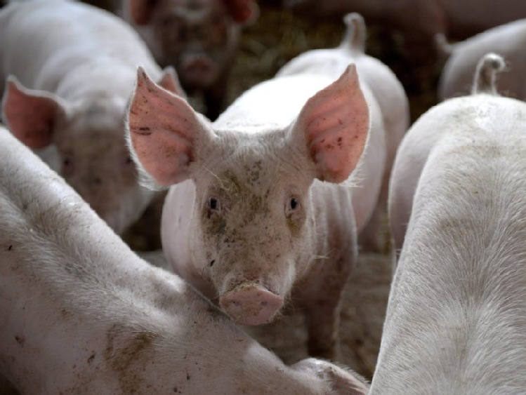 ARiMR: więcej środków na pożyczki na spłatę zobowiązań rolników