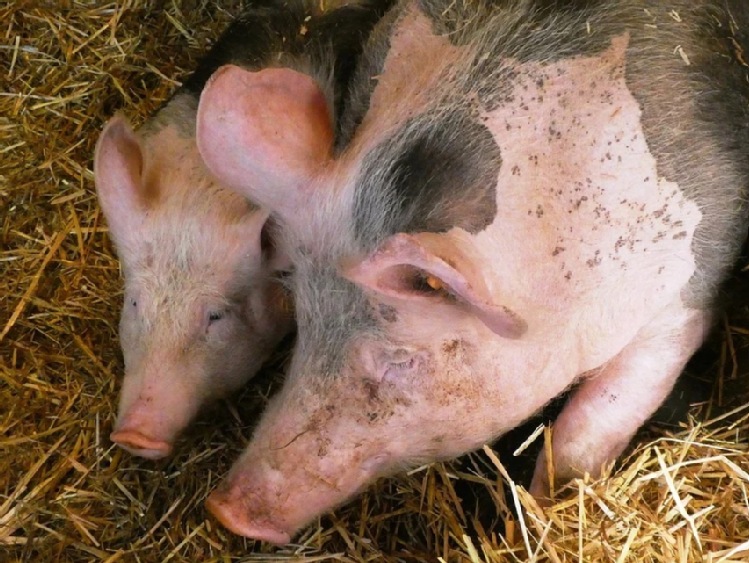 Program wsparcia gospodarstw utrzymujących świnie