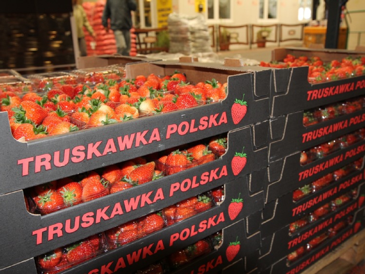 Pierwsze polskie truskawki, z tuneli, już są