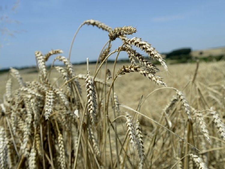 Egipt kupuje ok. 19 mln ton zbóż rocznie