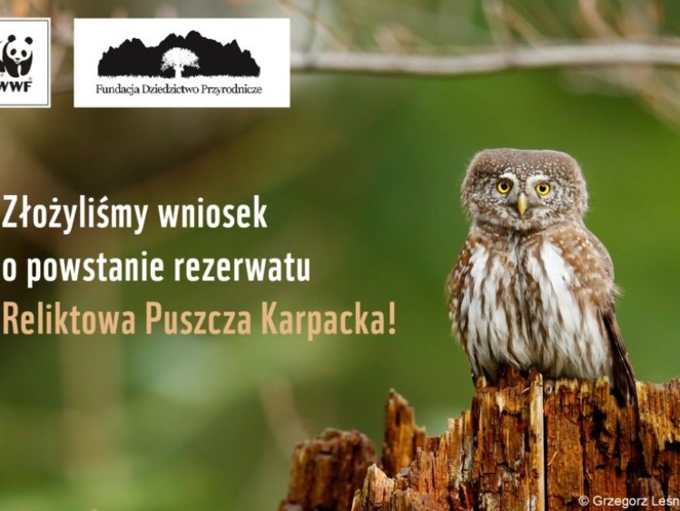 Wniosek o utworzenie nowego rezerwatu „Reliktowa Puszcza Karpacka” odrzucony!