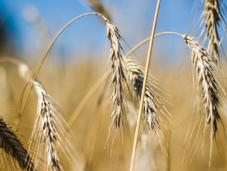 ARR: ceny zbóż będą rosły; w czerwcu zboże droższe niż przed rokiem