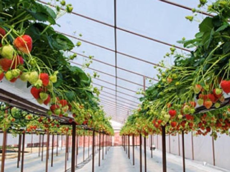 Sadzonki truskawek Frigo – jak dobrać klasę do celu uprawy