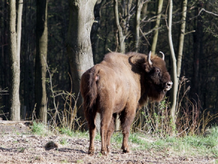 Bieszczady/ Podczas ferii leśnicy pokazują z bliska żubry