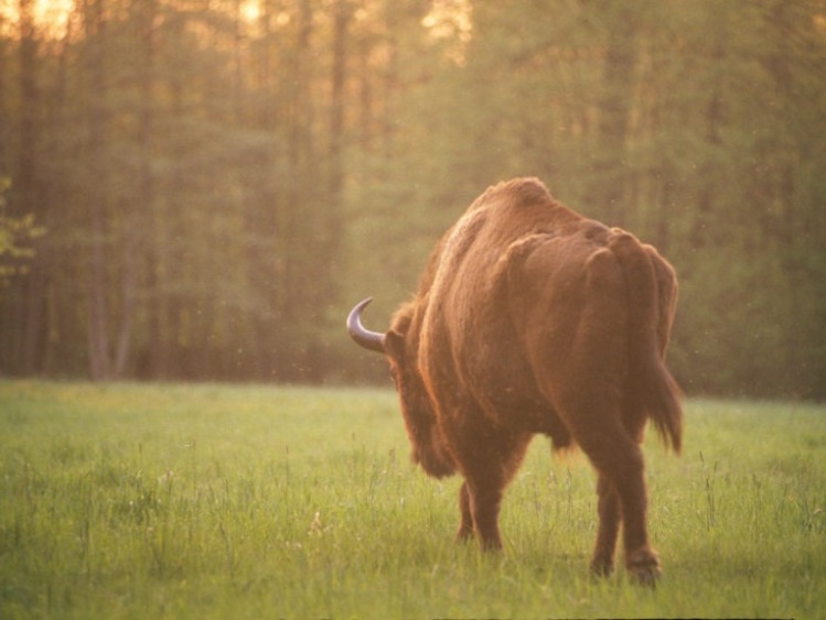 Prawo ochrony przyrody Unii Europejskiej niedostatecznie wdrażane. Jak to zmienić? Prezentujemy raport WWF.