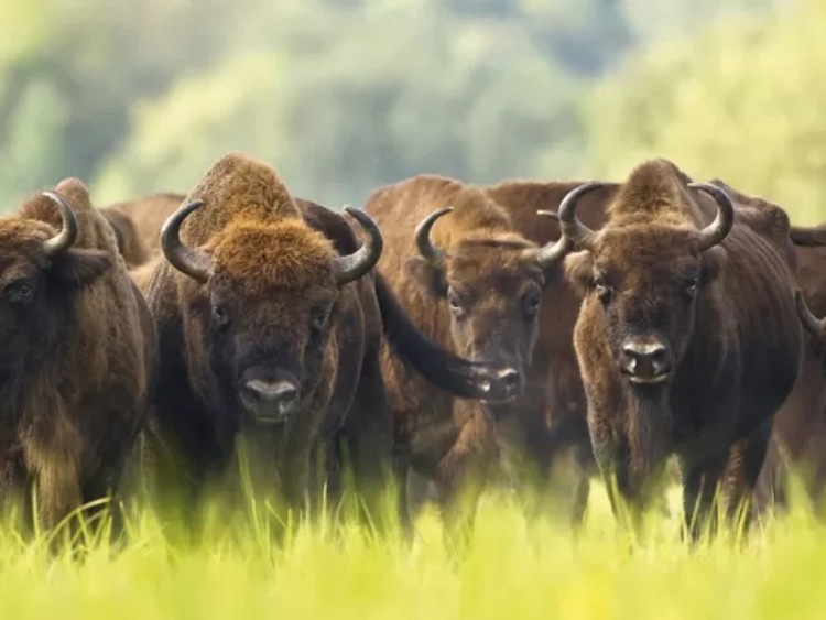 Puszcza Białowieska w doborowym towarzystwie już od 40 lat!