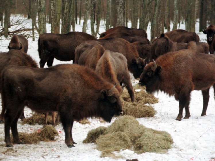 Puszcza Białowieska - ochłodzenie i śnieg pomogą w inwentaryzacji żubrów