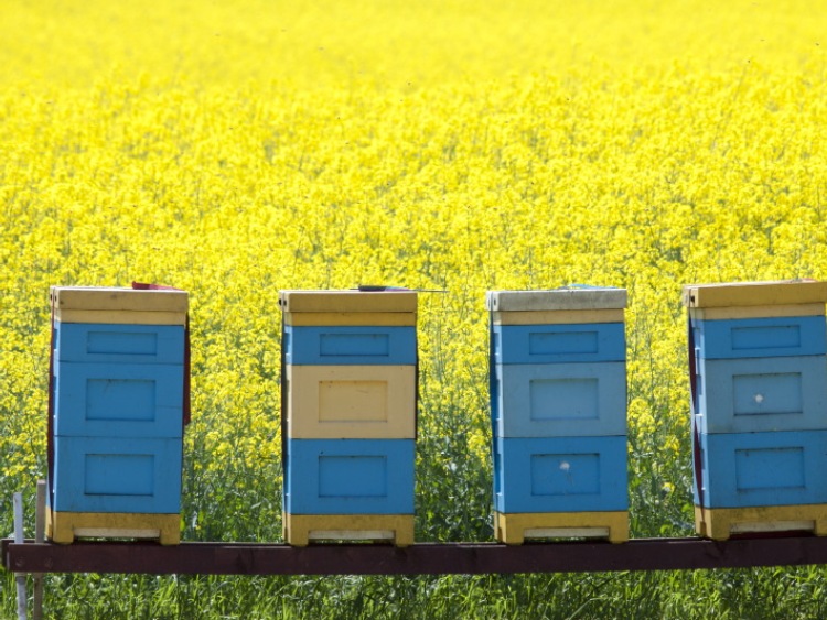 Uwaga pszczelarze - wnioski tylko do 31 maja