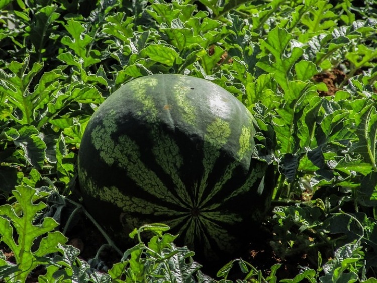 Nowy produkt na unijnej liście nazw chronionych