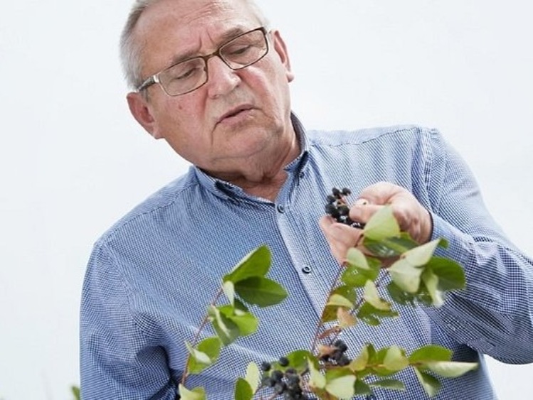 Aronia - najsmaczniejsze lekarstwo na świecie