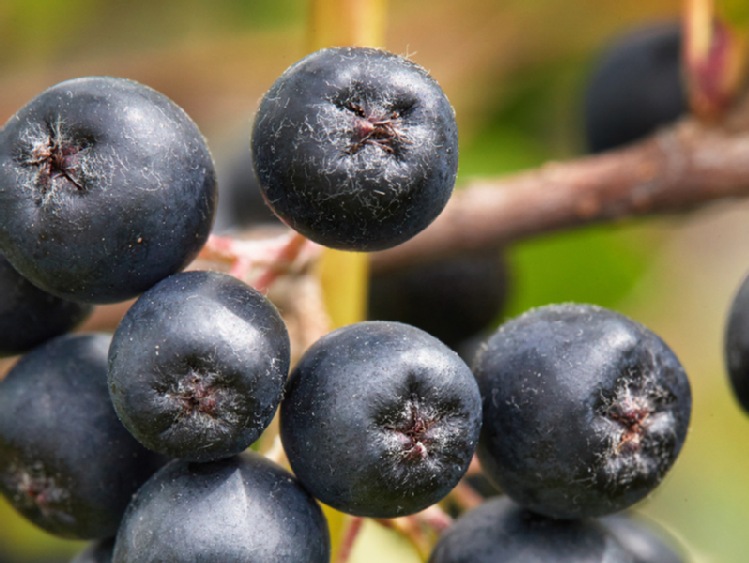 Aronia na szczycie, ale historia lubi się powtarzać