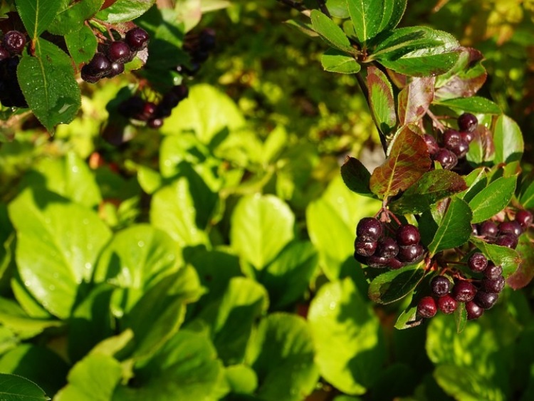 O sytuacji na rynkach rolnych - aronia