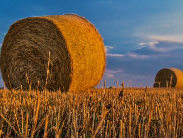 Agro Casco dla wymagających