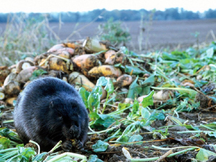 Warmińsko-mazurskie: zgoda na odstrzał ponad 1,7 tys. bobrów