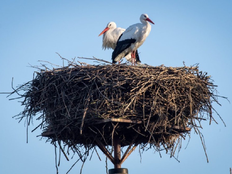 Ornitolodzy przenoszą przed wiosną bocianie gniazda, by poprawić bezpieczeństwo