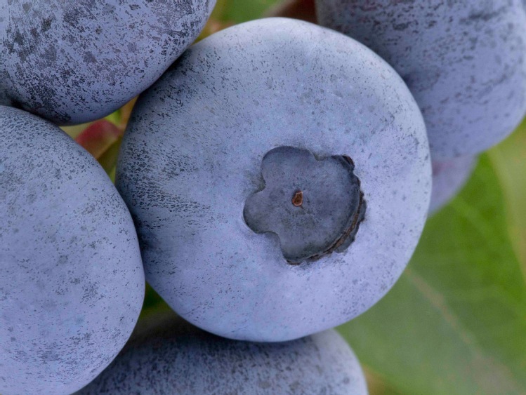 Tradycyjnie miłośnicy borówki wybierają dziecko plantatorów, które degustacją otworzy sezon 2020. Zapraszamy do udziału w finałowym głosowaniu!