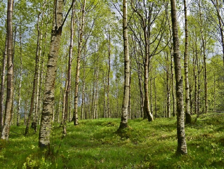 Wsparcie na inwestycje zwiększające odporność ekosystemów leśnych i ich wartość dla środowiska - wnioski można składać do 12 listopada 2019 r.