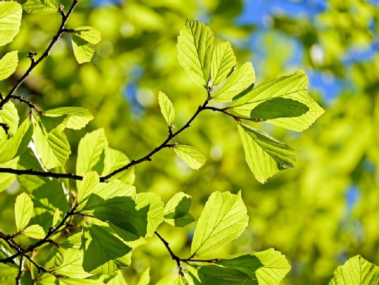 Koalicja Klimatyczna apeluje do premiera: zagłosuj dla przyszłości!