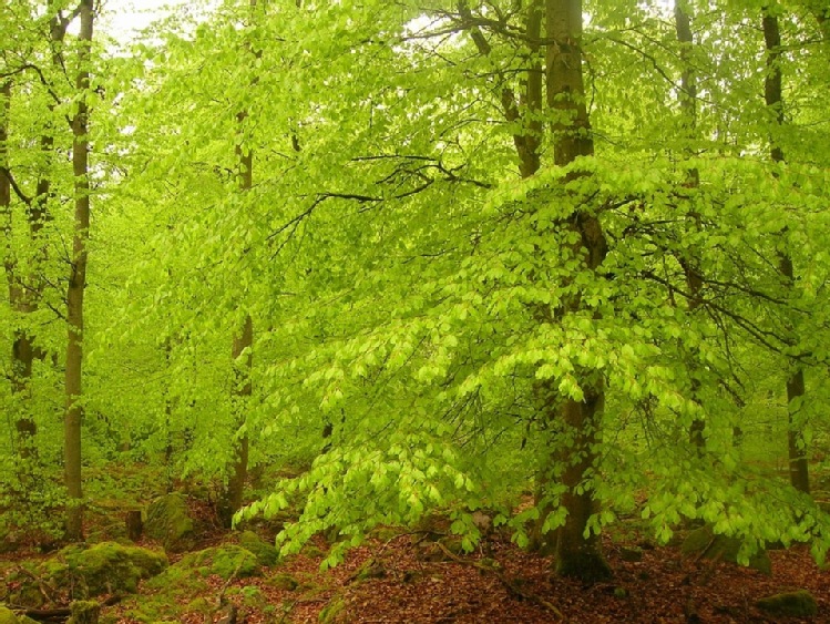 Bieszczady/ Deszcze przyśpieszyły okres godowy salamandry