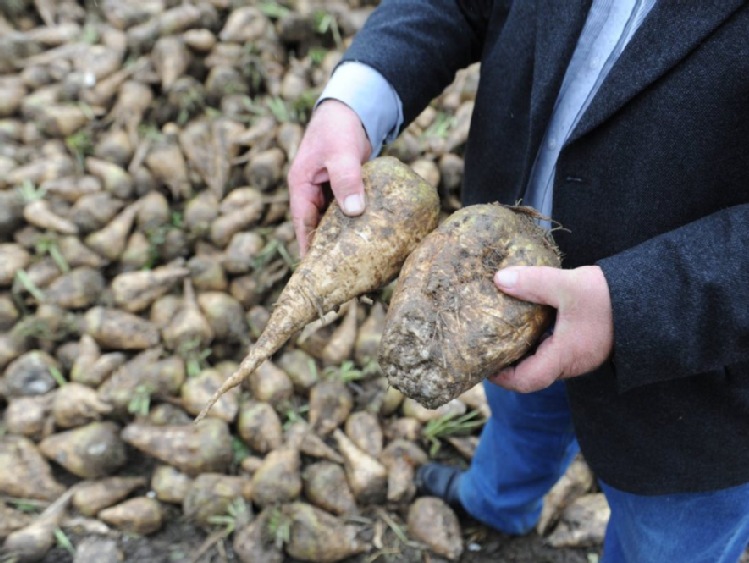 Krajowa Spółka Cukrowa wyprodukowała w tej kampanii ponad 900 tys. ton cukru