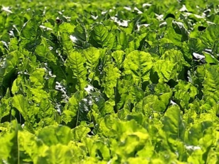 Ukraina – produkcja cukru wyższa o 40%