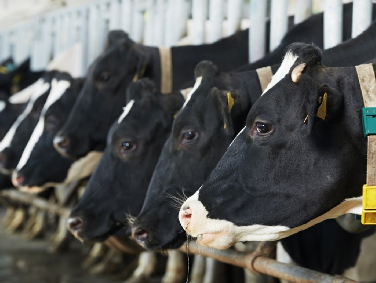Letnie upały prowadzą do spadku produkcyjności krów mlecznych i strat finansowych gospodarstw. Jak walczyć ze stresem cieplnym u krów mlecznych?
