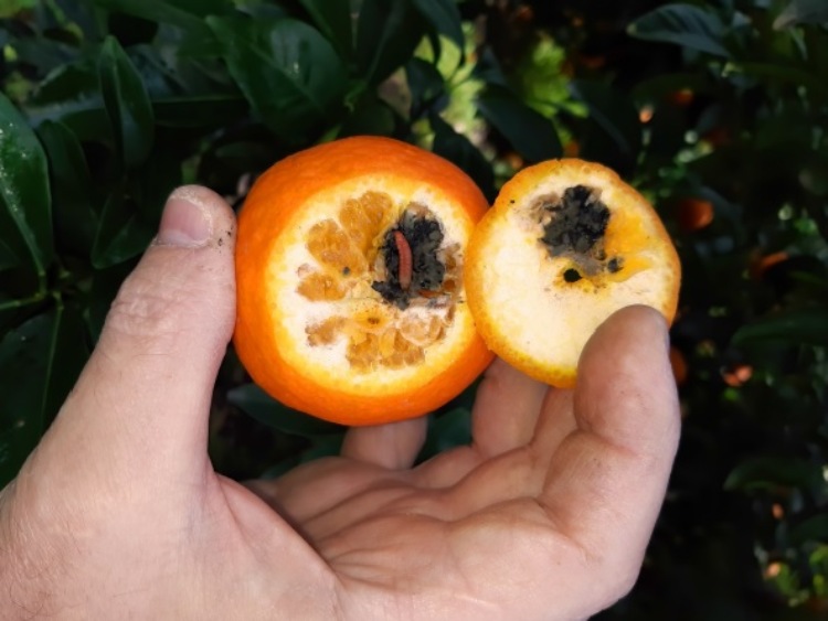 Robactwo w owocach cytrusowych z RPA