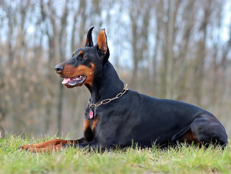 Czy doberman to dobry pies stróżujący?