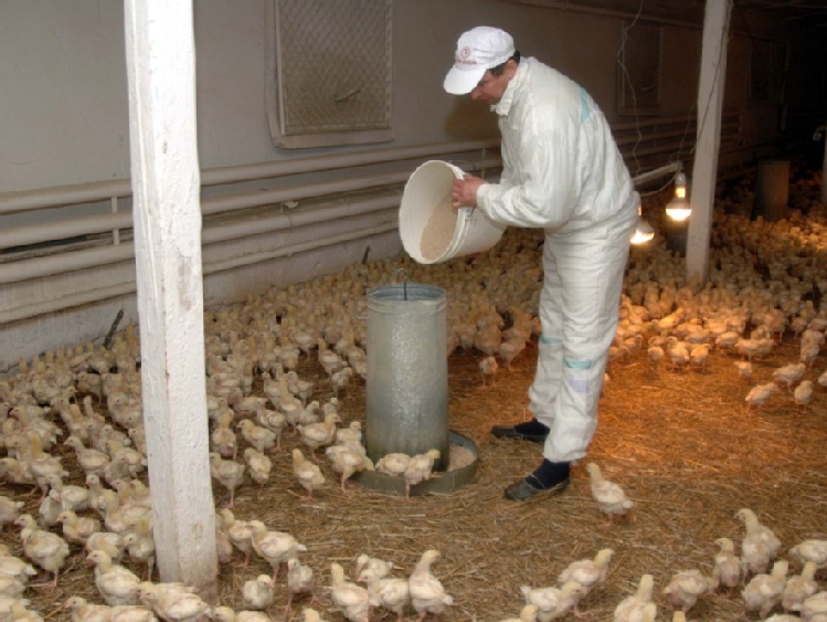 Chiny zniosły cła antydumpingowe na amerykańskie kurczaki