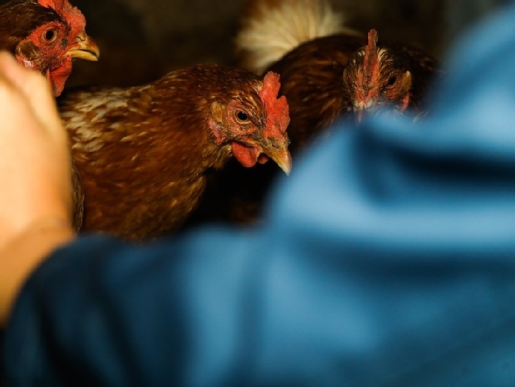 Wysoce zjadliwa grypa ptaków (HPAI) jest groźna dla gospodarstw utrzymujących drób