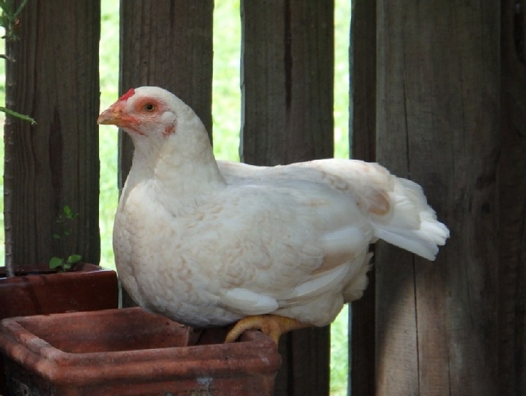 Salmonella ciągle obecna w przesyłkach z Brazylii