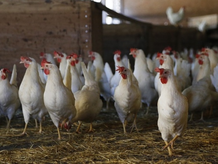 10-krotny spadek eksportu ukraińskiego kurczaka do UE