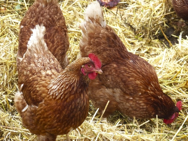 ARiMR: wsparcie dla gospodarstw dotkniętych ptasią grypą