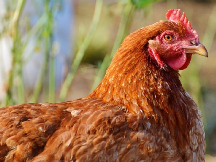 USA: niejednolite prawo dotyczące klatek dla kur