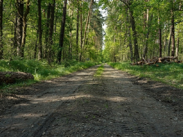 W sprawie umożliwienia korzystania z dróg leśnych