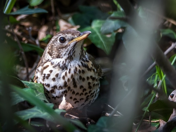 Ornitolog: ptaki dysponują kilkoma technikami nawigacji