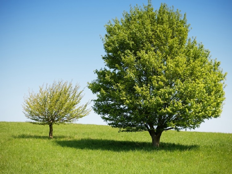 Samorząd rolniczy  w sprawie  opłat za usuwanie  drzew i  krzewów