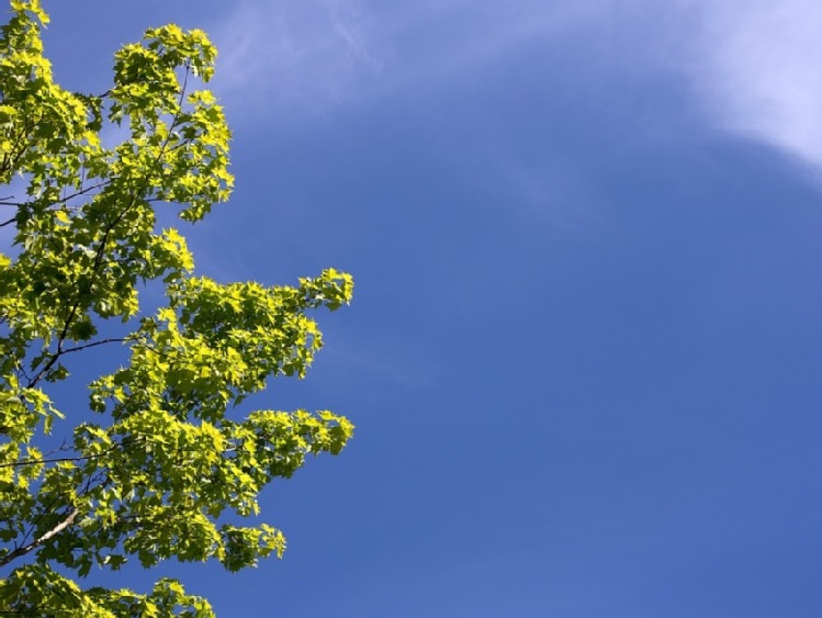 Katowice/ Pierwsze zasadzone drzewo dzięki aplikacji nawiązującej do szczytu klimatycznego