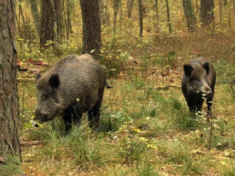 Walka z ASF na Podlasiu - służby i wojsko będą szukać w lasach padłych dzików