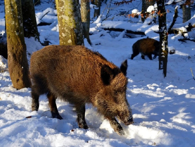 Komunikat Głównego Lekarza Weterynarii o przypadkach afrykańskiego pomoru świń (ASF) na terytorium Polski