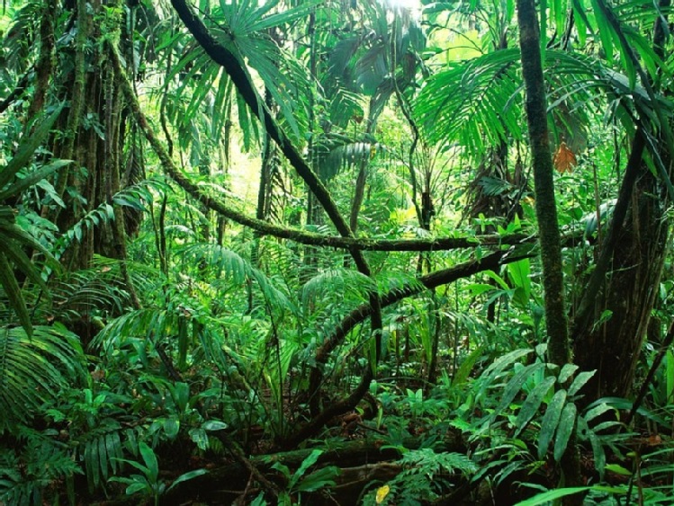 Polki badają rośliny lecznicze w Amazonii peruwiańskiej