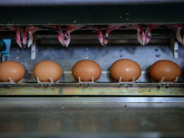 UE/ KE w lipcu otrzymała od Belgii informację o skażeniu jajek